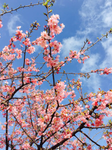 晴れた空と河津桜。